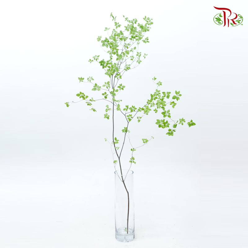 Enkianthus Perulatus