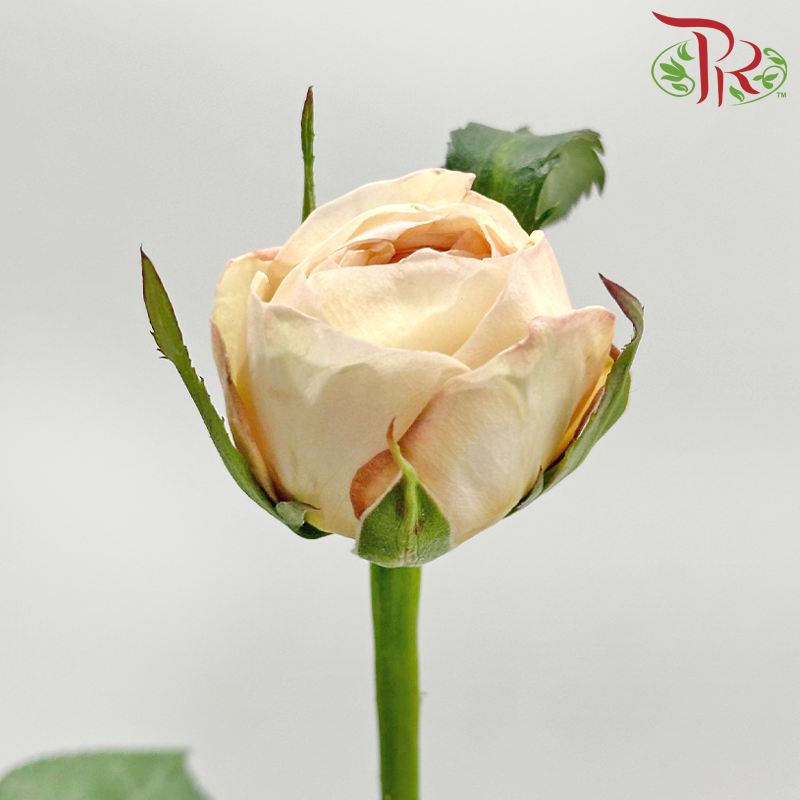 Rose Juliet 《朱丽叶玫瑰》