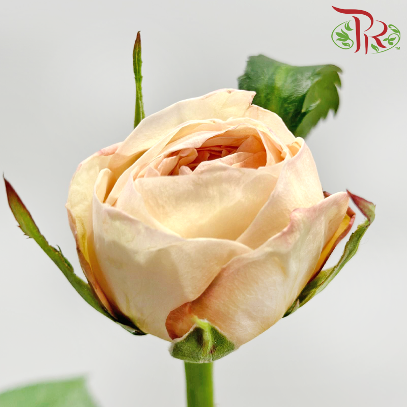 Rose Juliet 《朱丽叶玫瑰》