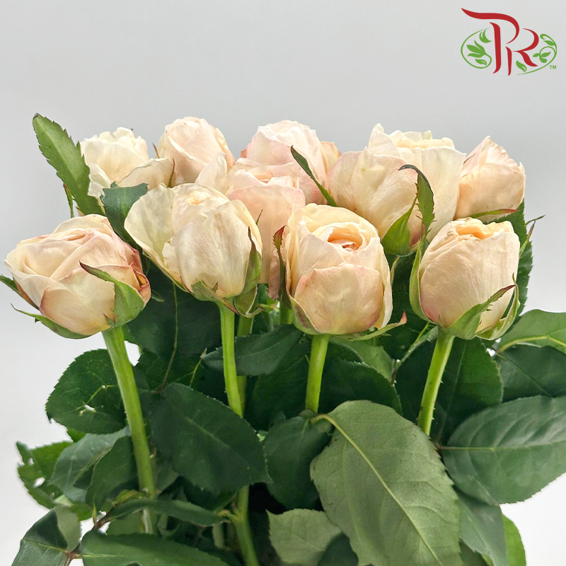 Rose Juliet 《朱丽叶玫瑰》