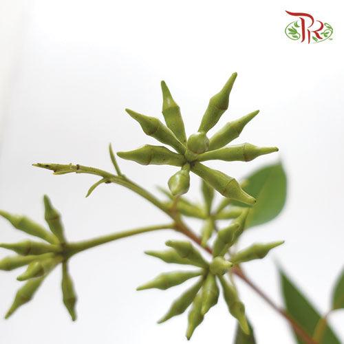 Eucalyptus Robusta - (Per Bunch) - Pudu Ria Florist