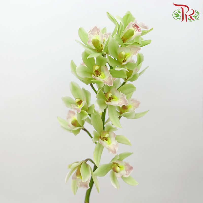 Mini Cymbidium - Light Green With Pink Lips (Per Stem) - Pudu Ria Florist