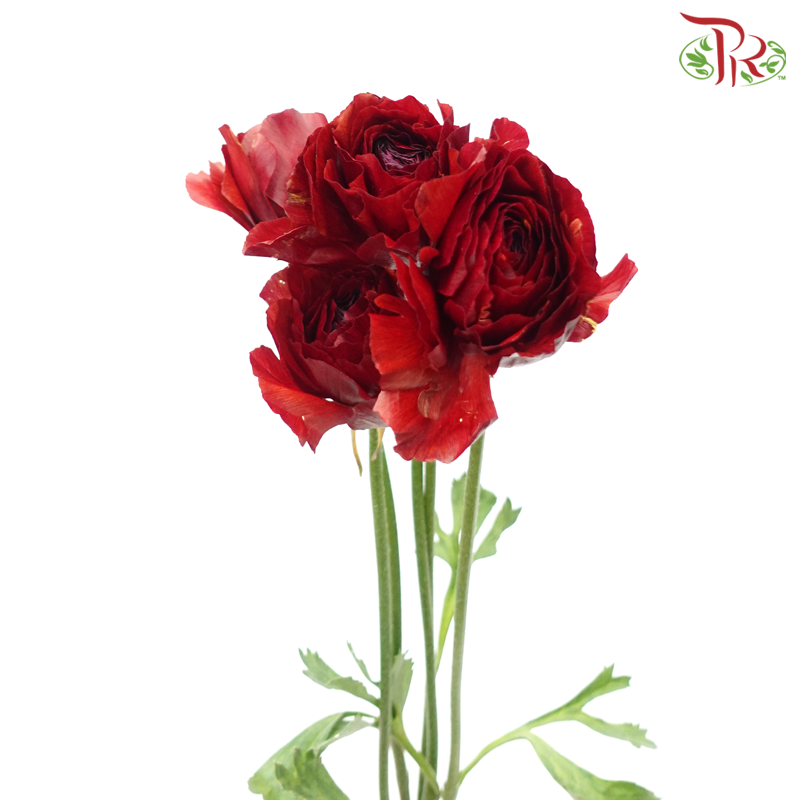 Ranunculus - Burgundy ***Fragile (5 Stems) - Pudu Ria Florist