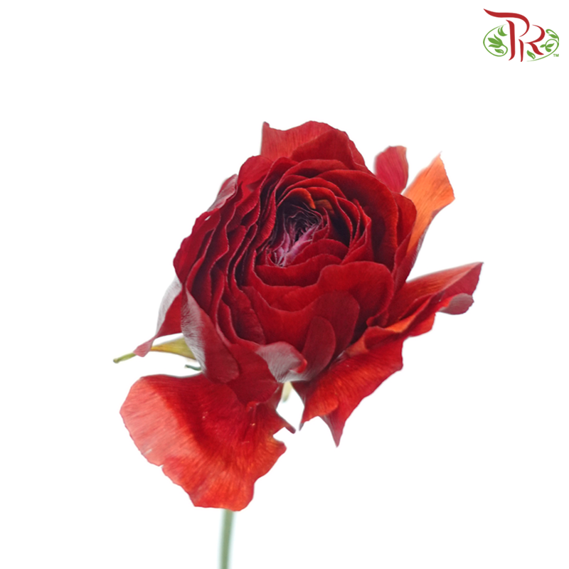 Ranunculus - Burgundy ***Fragile (5 Stems) - Pudu Ria Florist