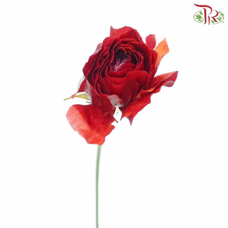 Ranunculus - Burgundy ***Fragile (5 Stems) - Pudu Ria Florist
