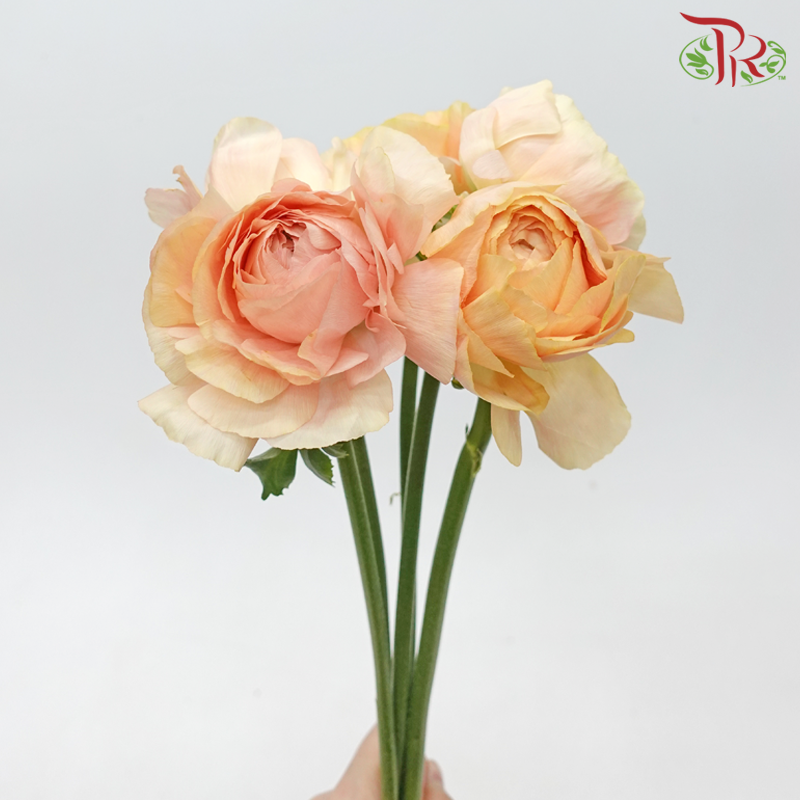Ranunculus Cloni - Champagne ***Fragile (5 Stems) - Pudu Ria Florist