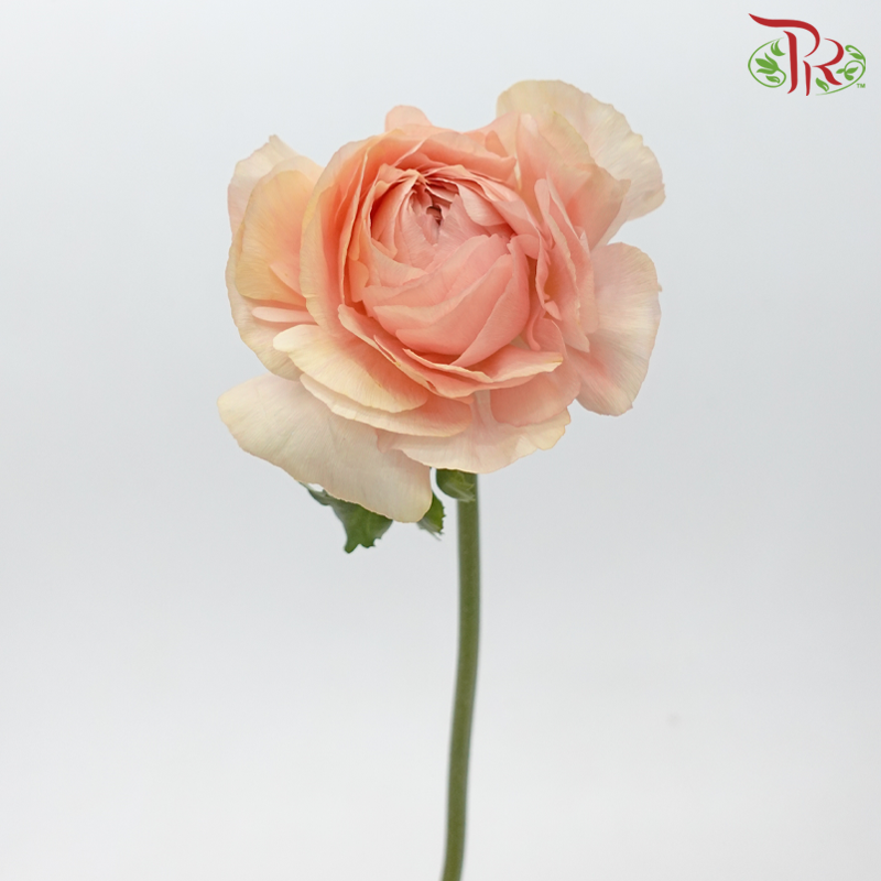 Ranunculus Cloni - Champagne ***Fragile (5 Stems) - Pudu Ria Florist