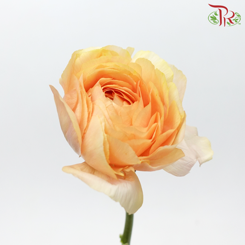 Ranunculus Cloni - Champagne ***Fragile (5 Stems) - Pudu Ria Florist