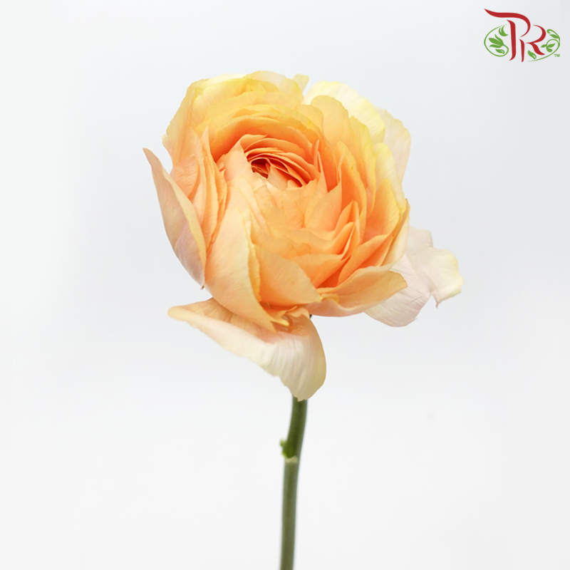 Ranunculus Cloni - Champagne ***Fragile (5 Stems) - Pudu Ria Florist