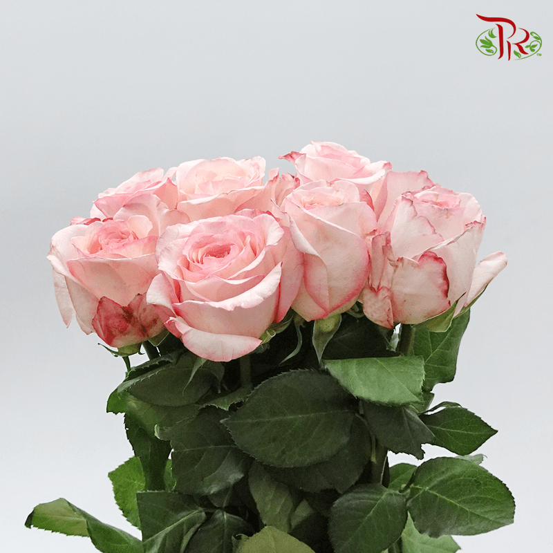 Garden Rose - Joyce (6 Stems) - Pudu Ria Florist