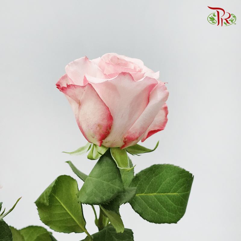 Garden Rose - Joyce (6 Stems) - Pudu Ria Florist