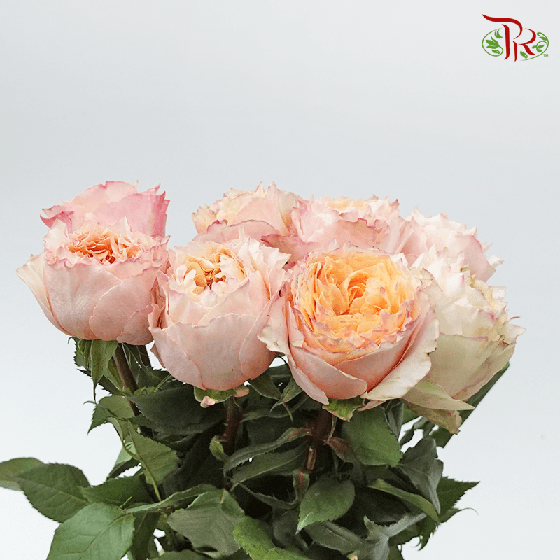 Garden Rose - Shine On (8 Stems) - Pudu Ria Florist
