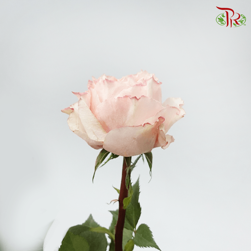 Garden Rose - Shine On (8 Stems) - Pudu Ria Florist