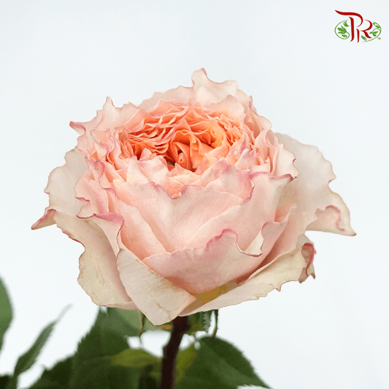 Garden Rose - Shine On (8 Stems) - Pudu Ria Florist