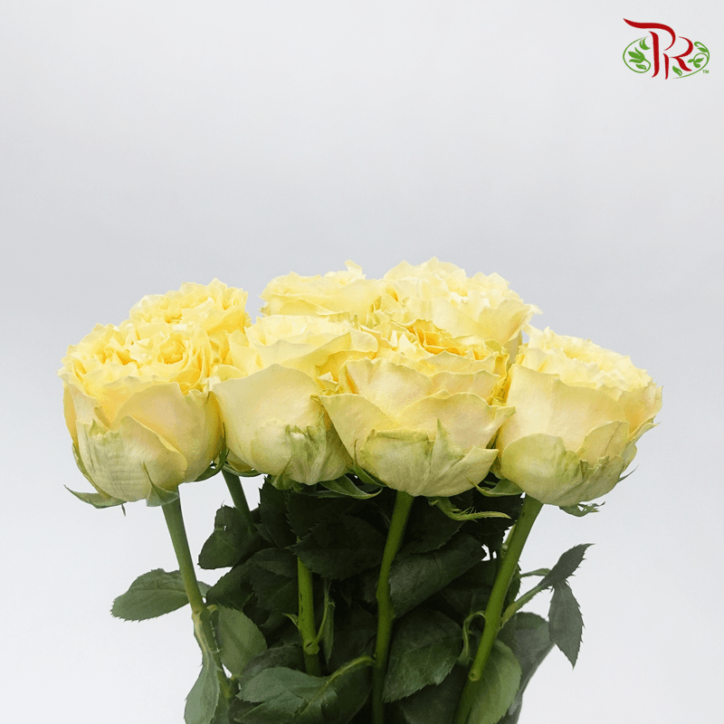 Garden Rose - Turtle (8 Stems) - Pudu Ria Florist