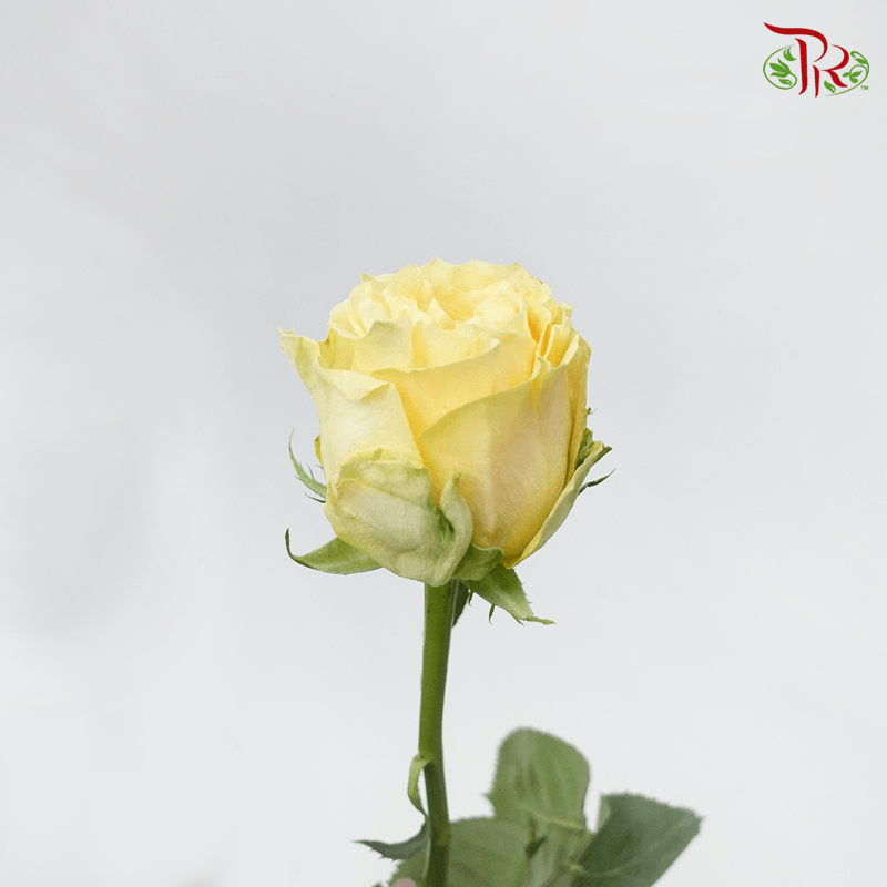 Garden Rose - Turtle (8 Stems) - Pudu Ria Florist