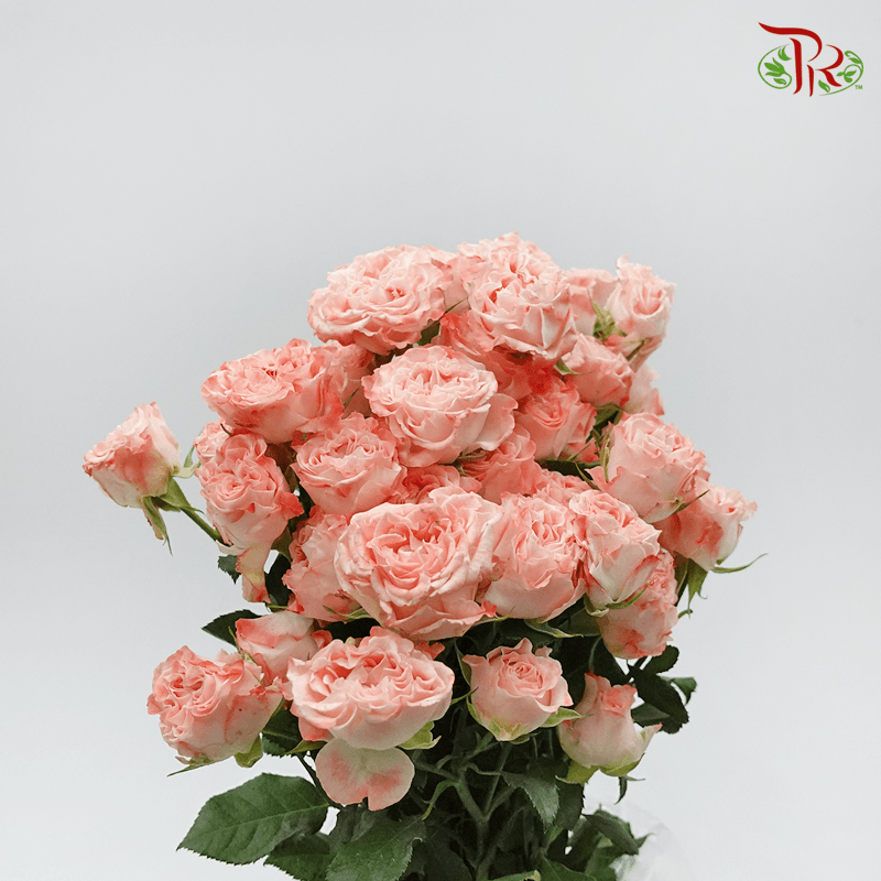 Garden Rose Spray - Fair Flow (10 Stems) - Pudu Ria Florist