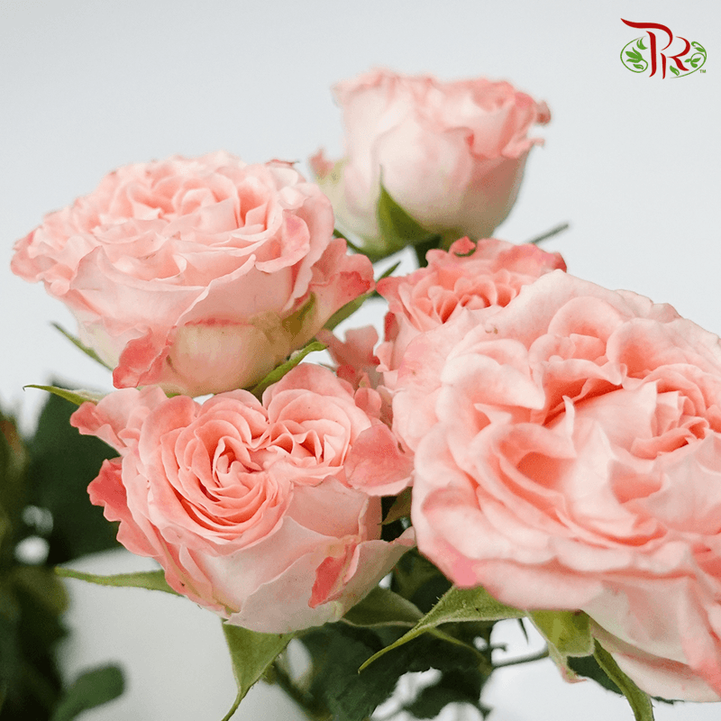 Garden Rose Spray - Fair Flow (10 Stems) - Pudu Ria Florist