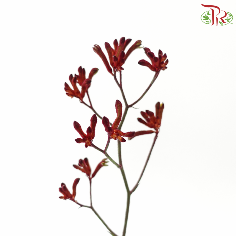 Anigozanthos Kangaroo Paw