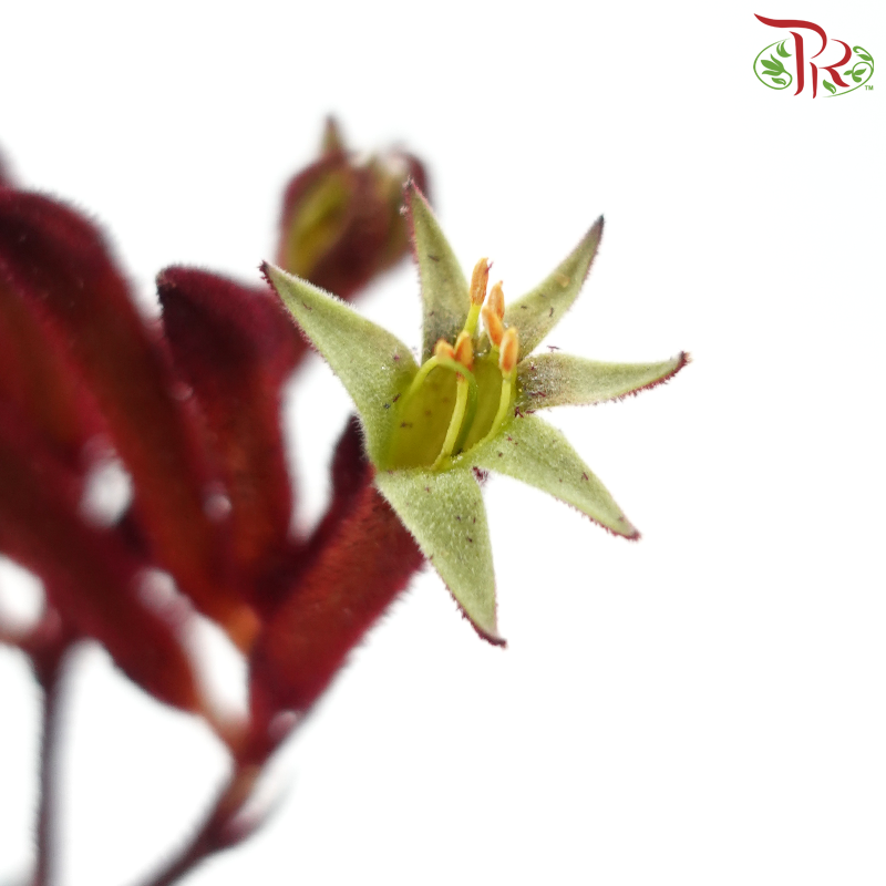 Anigozanthos Kangaroo Paw