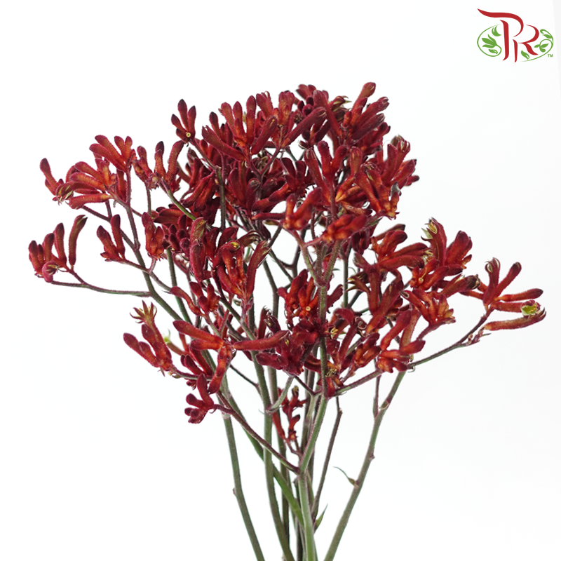 Anigozanthos Kangaroo Paw