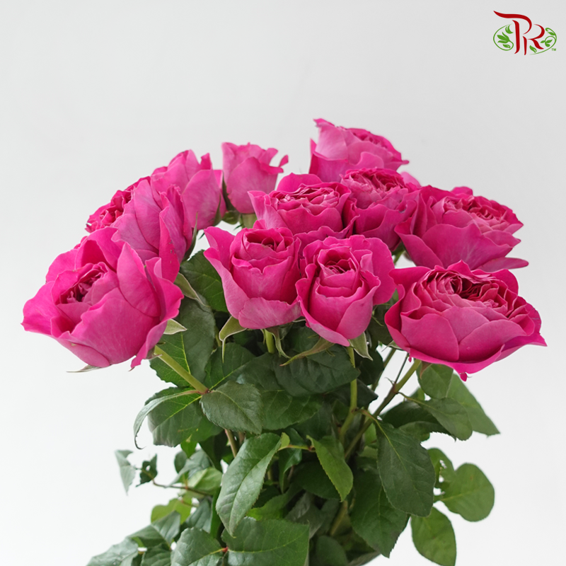 Garden Rose David Austin