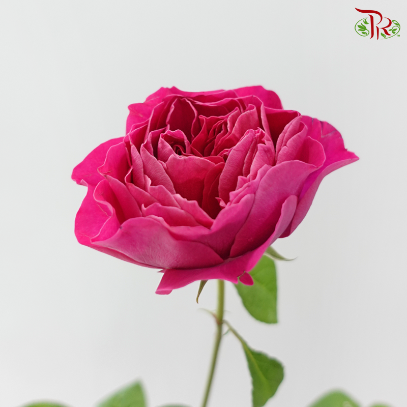 Garden Rose David Austin