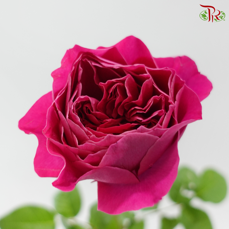 Garden Rose David Austin