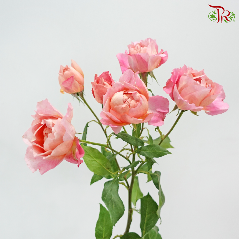 Rose Spray Garden Juliette