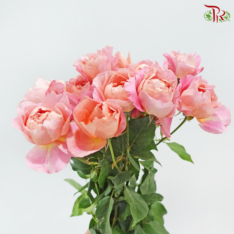 Rose Spray Garden Juliette