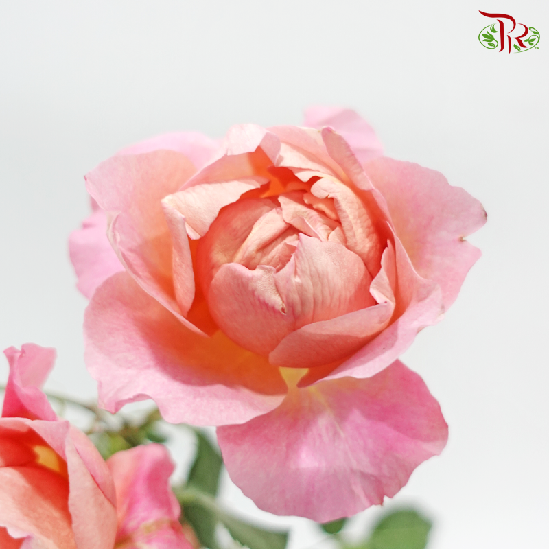 Rose Spray Garden Juliette