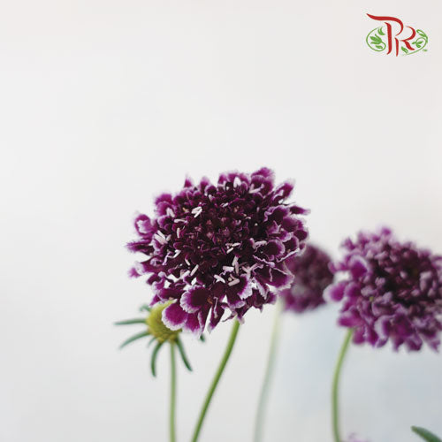 Scabiosa Colour - Dark Purple Mixed White - Pudu Ria Florist