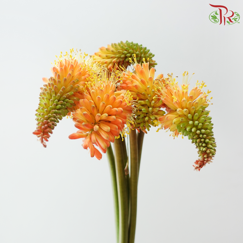 Kniphofia
