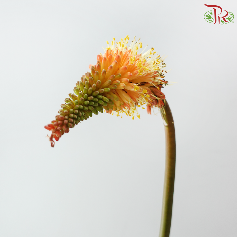 Kniphofia