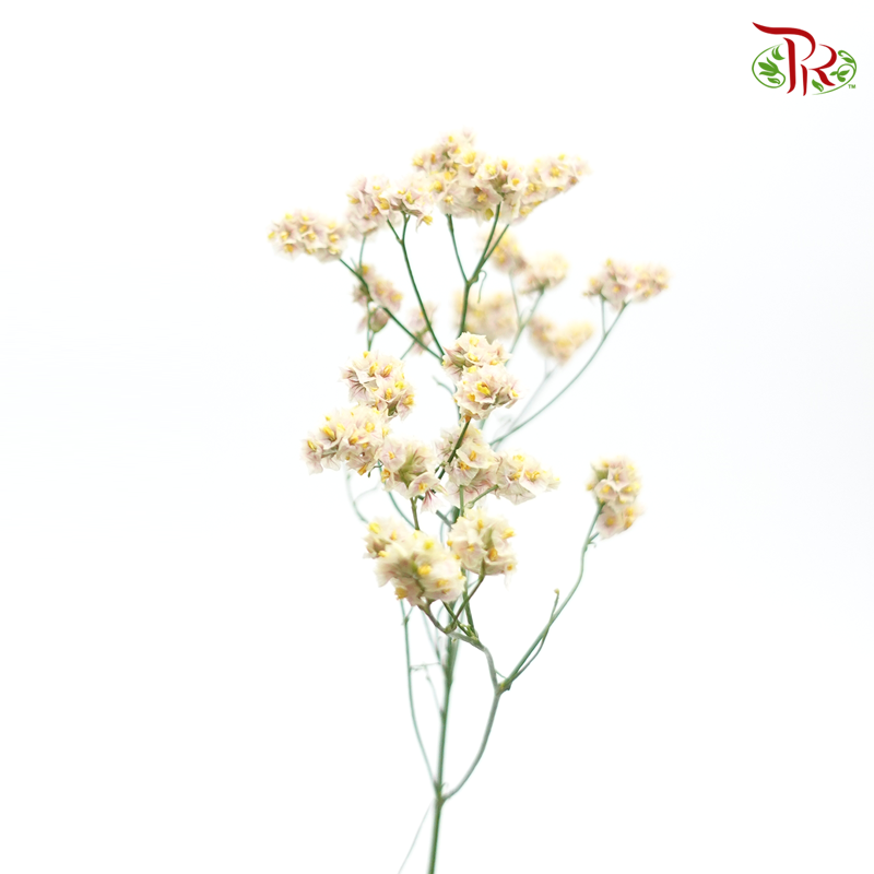 Limonium -Light Brown (5 Stems) - Pudu Ria Florist