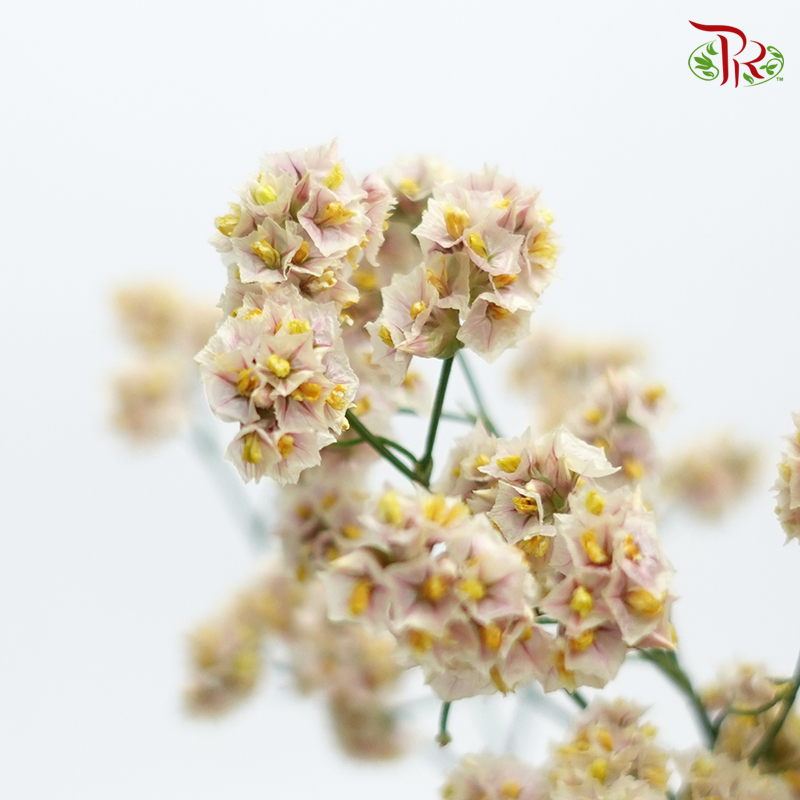 Limonium -Light Brown (5 Stems) - Pudu Ria Florist