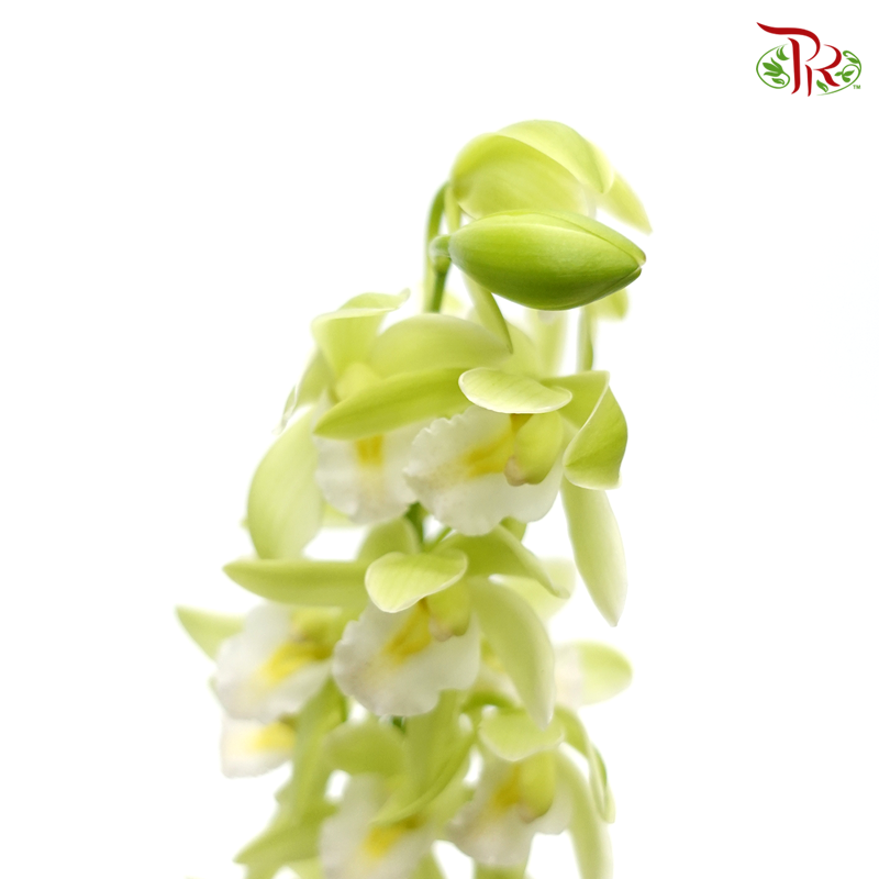 Mini Cymbidium - Green With White Lips (Per Stem) - Pudu Ria Florist