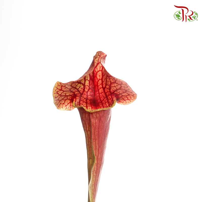Sarracenia - ( 2 Stems) - Pudu Ria Florist