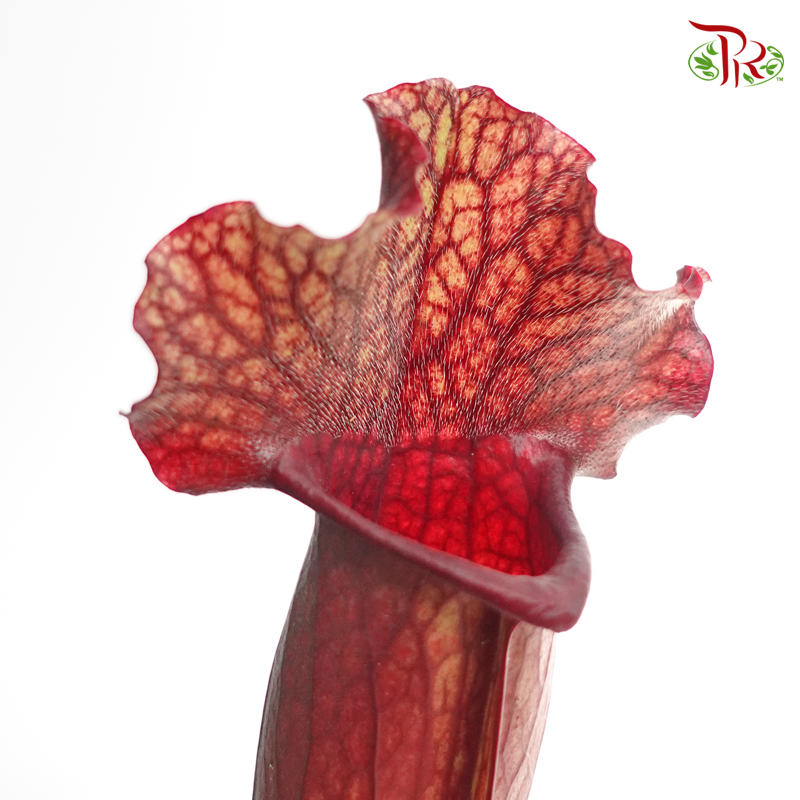 Sarracenia - ( 2 Stems) - Pudu Ria Florist
