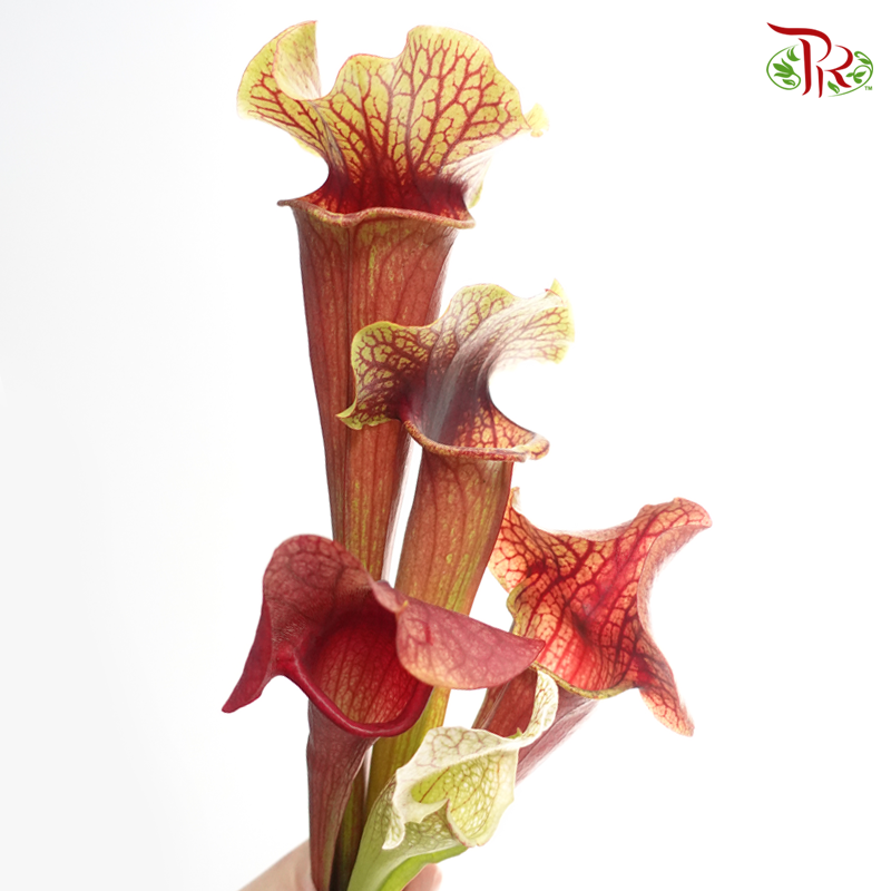Sarracenia - ( 2 Stems) - Pudu Ria Florist