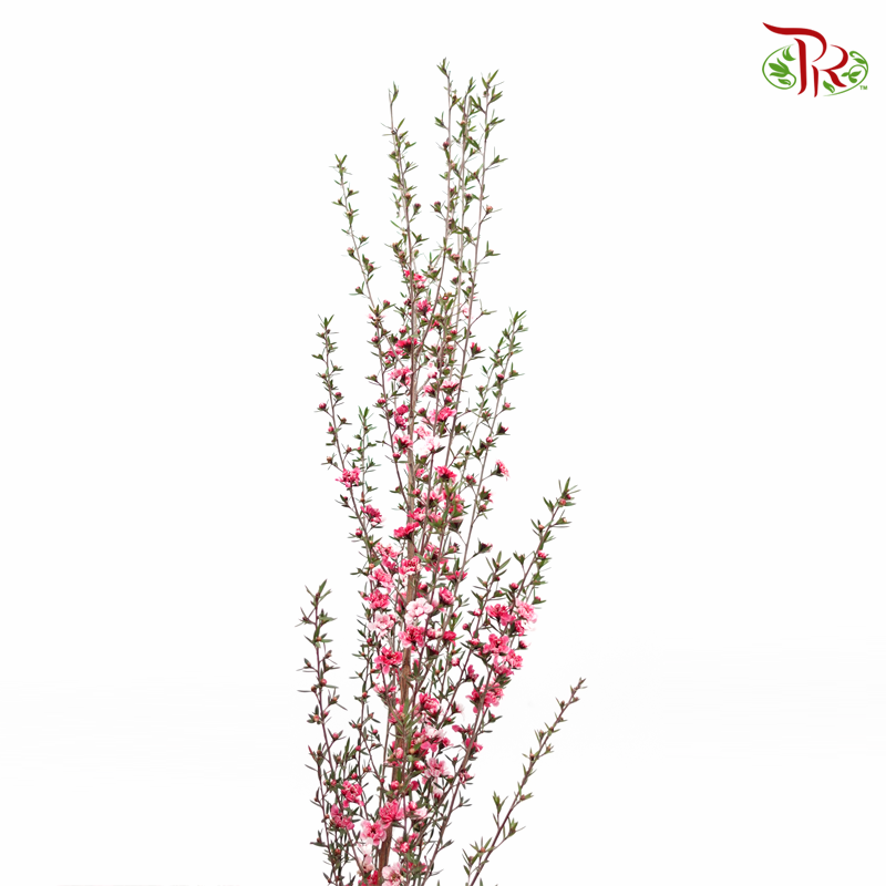 Leptospermum - Pink (Per Bunch) - Pudu Ria Florist