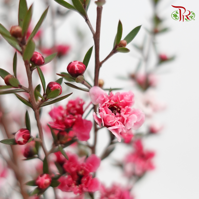Leptospermum - Pink (Per Bunch) - Pudu Ria Florist