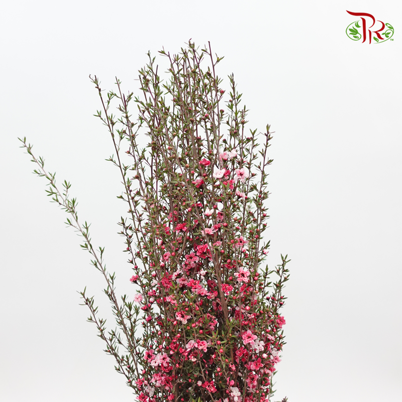 Leptospermum - Pink (Per Bunch) - Pudu Ria Florist