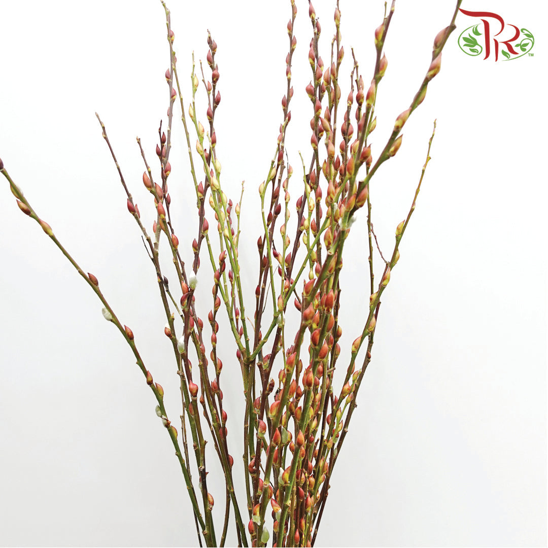 Pussy Willow Lion Head- Import (5Ft/6Ft) - Pudu Ria Florist