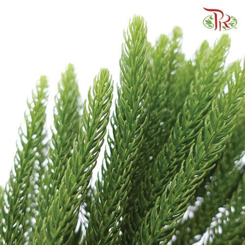 Araucaria Cunninghamii - (3 Stems) - Pudu Ria Florist