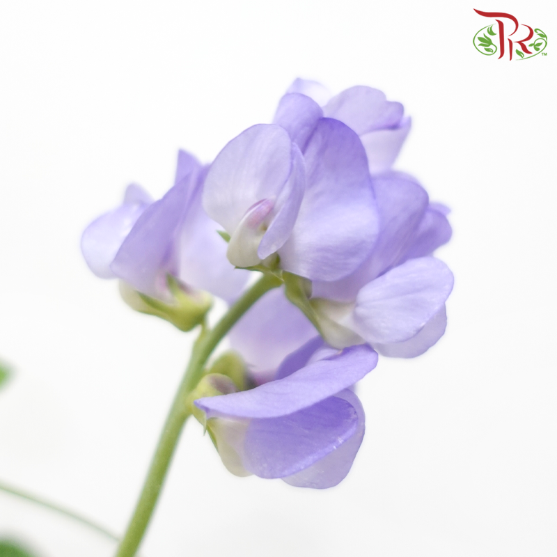 Lathyrus Latifolius