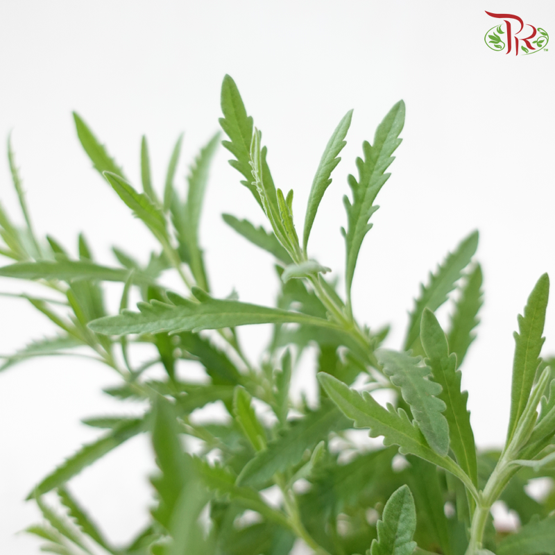 Lavender P150《薰衣草》