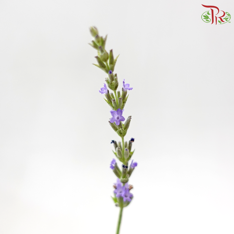 Lavender P150《薰衣草》