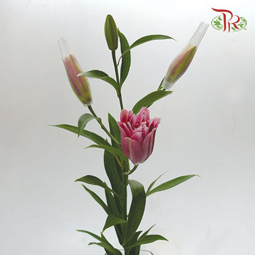 Rose Lily 3+ - Pink (5 Stems) - Pudu Ria Florist