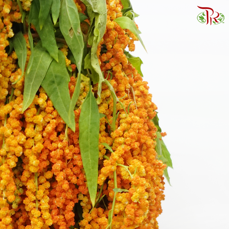 Amaranthus Hanging - Orange (5 Stems) - Pudu Ria Florist